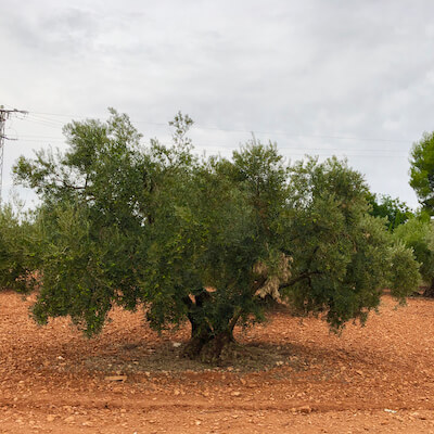 EL ALMA de la ALMAzara Gastroarmonia