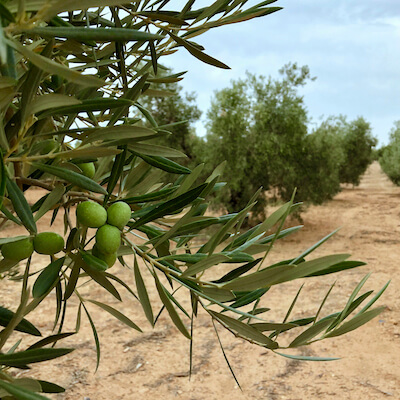 EL ALMA de la ALMAzara Gastroarmonia